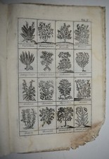 Droghe semplici fig. usato  Arezzo