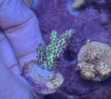 Blueberry acropora sps for sale  LEICESTER