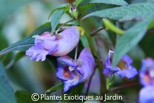 Impatiens arguta blue d'occasion  Arzacq-Arraziguet