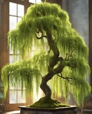 Hey dina willow for sale  Chariton