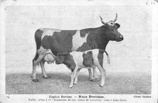 Espece bovine race d'occasion  Vasles