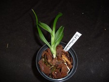 Epidendrum parkinsonianum rari usato  Spedire a Italy