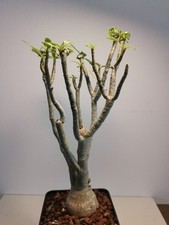 Wüstenrose adenium besum gebraucht kaufen  Fulda