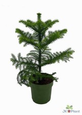 Chiletanne araukarie araucaria gebraucht kaufen  Düsseldorf