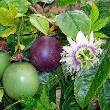 Passiflora edulis passiflore d'occasion  Pouzauges