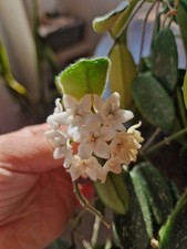 Hoya thomsonii fuzzy for sale  LONDON