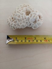 Brain coral specimen for sale  ASHFORD