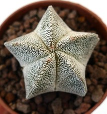 Astrophytum onzuka tiger usato  Napoli