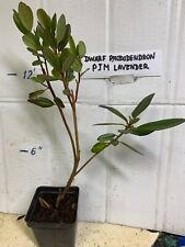 Pink rhododendron dwarf for sale  Livingston