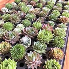 Assorted mini succulents for sale  Coeur D Alene