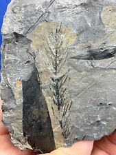 Carboniferous asterophyllites  gebraucht kaufen  Saarbrücken