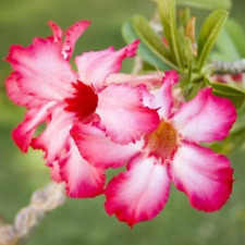 White pink desert for sale  LONDON