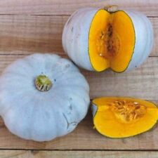 Squash crown prince for sale  SALISBURY