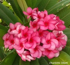 Plumeria rubra seeds for sale  NOTTINGHAM