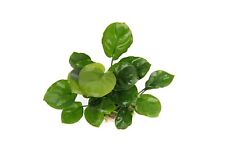 Anubias nana coin for sale  MANSFIELD