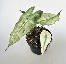 New alocasia polly for sale  Shipping to Ireland