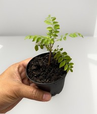 Indian curry leaf for sale  Webster