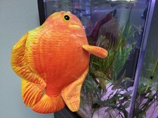 Blood parrot king for sale  Post Falls