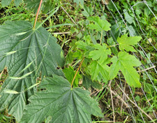 Ahorn junger baum gebraucht kaufen  Naundorf, Mügeln
