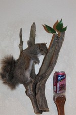 Taxidermy squirrel chipmunk for sale  Brandon