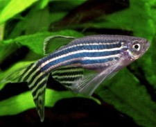 Longfin blue danios for sale  Flower Mound