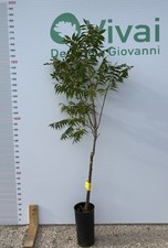 Pianta noce pecan usato  Altamura