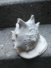 Echte muscheln meeresmuschel gebraucht kaufen  Fellbach