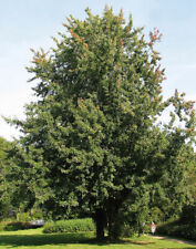 10 sementes Acer Saccharinum, bordo prateado, bordo da Virgínia, branco liso comprar usado  Enviando para Brazil