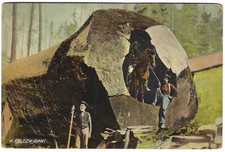 Fallen giant redwood for sale  Santee