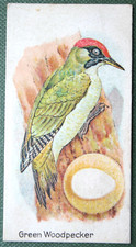Green woodpecker egg for sale  DERBY