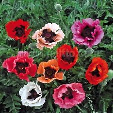 Oriental poppy pizzicato for sale  TRURO