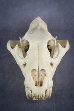 Giant liger skull for sale  Castle Rock