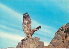 Animals birds raptors d'occasion  Expédié en Belgium