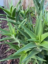 Climbing aloe ciliaris for sale  Alameda