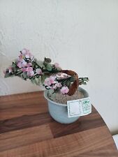 bonsai collection for sale bonsai collection for sale CRAIGAVON