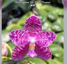 Phalaenopsis lyndon mix for sale  SHREWSBURY