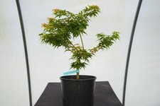 japanese maple trees for sale  Hendersonville