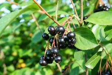 Aronia bush black for sale  De Pere