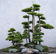 Samen pflanzen bonsai gebraucht kaufen  Deutschland