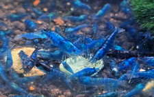 live river shrimp for sale live river shrimp for sale SLOUGH