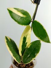Hoya acuta albo usato  Massa di Somma
