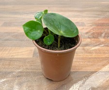 Rooted peperomia raindrop for sale  PAR