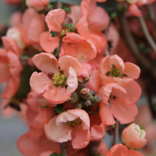 Chaenomeles superba salmon for sale  KING'S LYNN