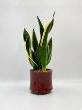 Sansevieria black gold for sale  LONDON
