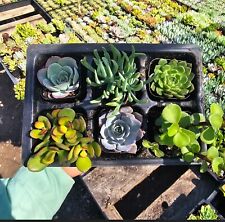 bundle pot succulents for sale bundle pot succulents for sale Covina