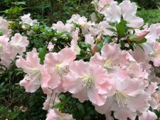 Gwenda azalea rhododendron for sale  Mobile