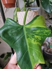 Philodendron domesticum varieg gebraucht kaufen  Haan