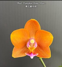 Phalaenopsis pumpkin mont for sale  SHREWSBURY
