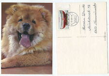 20014 chow chow gebraucht kaufen  Berlin