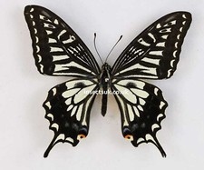 Entomologie papilio xuthus d'occasion  Dreux